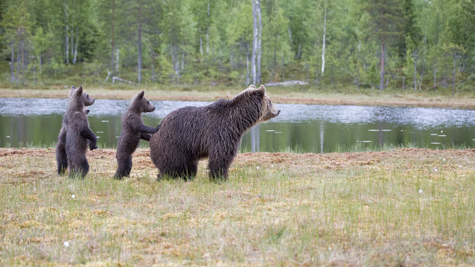 Brunbjörnshona med tre ungar vid en sjö i skogen.