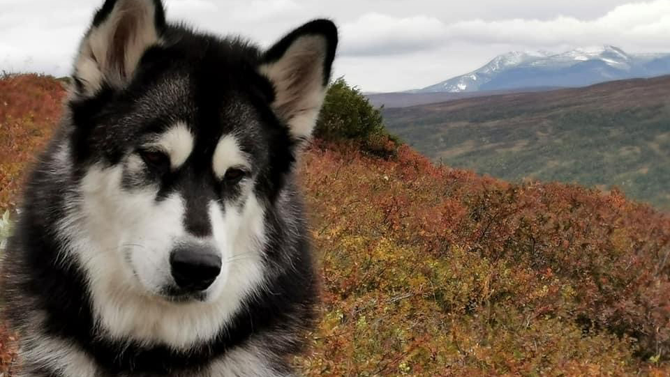 En svartvit hund sitter på en fjällsluttning.