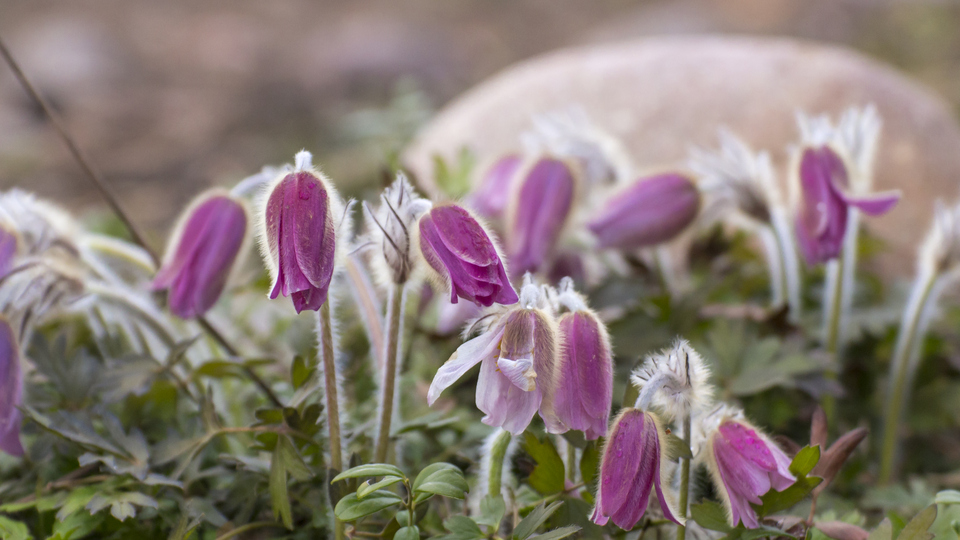 Härjedalens landskapsblomma mosippan i knopp.