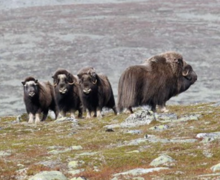 Bild på myskoxar som vandrar på kalfjället.