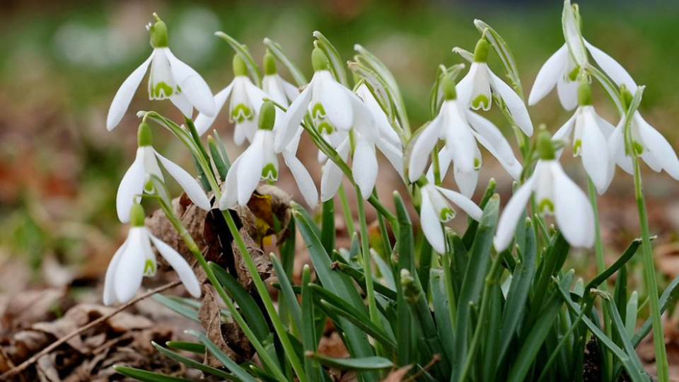 En grupp vita blommor som växer upp ur marken.