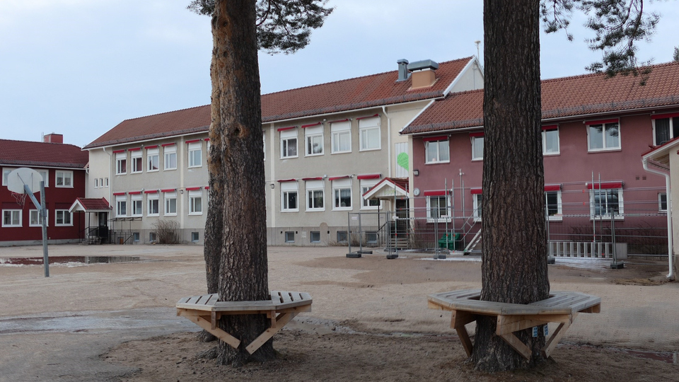 En skolgård med två tallar och äldre hus i fonden.