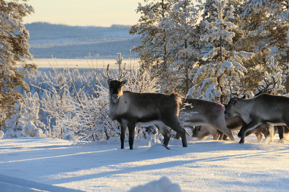 Renar i snölandskap.