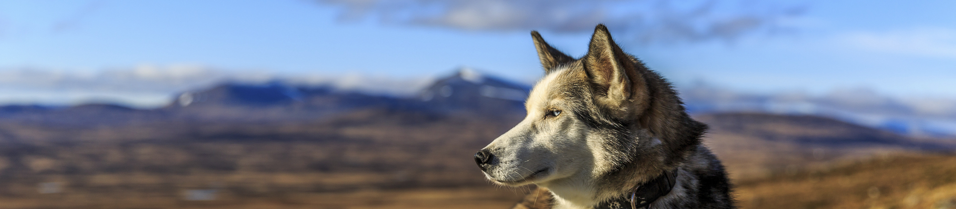 Hund  vilar på stenhäll i fjällen i höstlandskap.