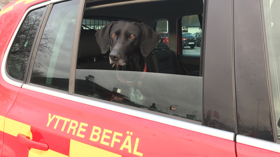 Hund i räddningstjänstbil