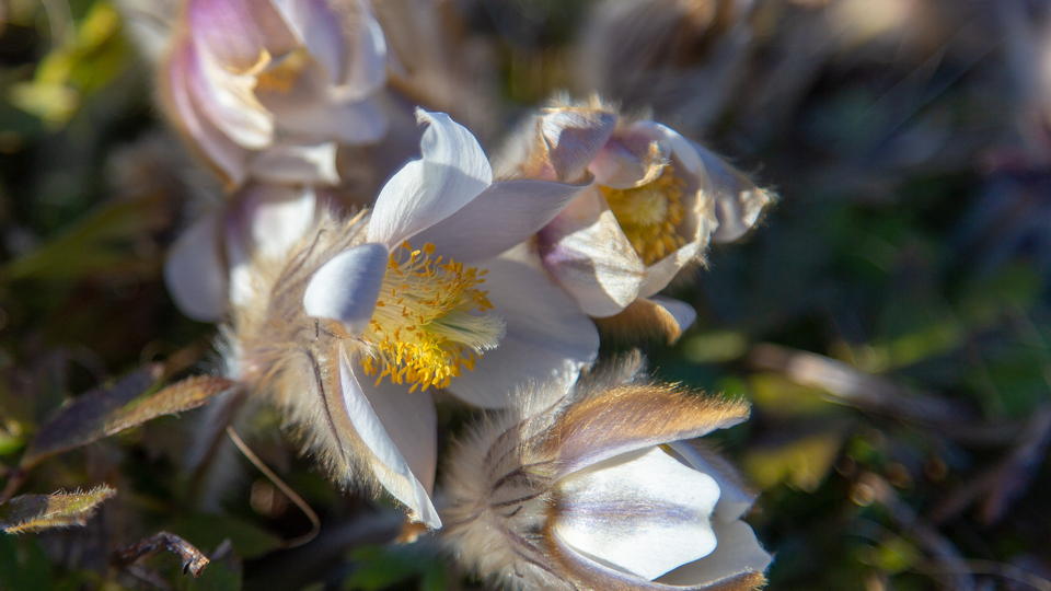 Närbild på blommande mosippor.