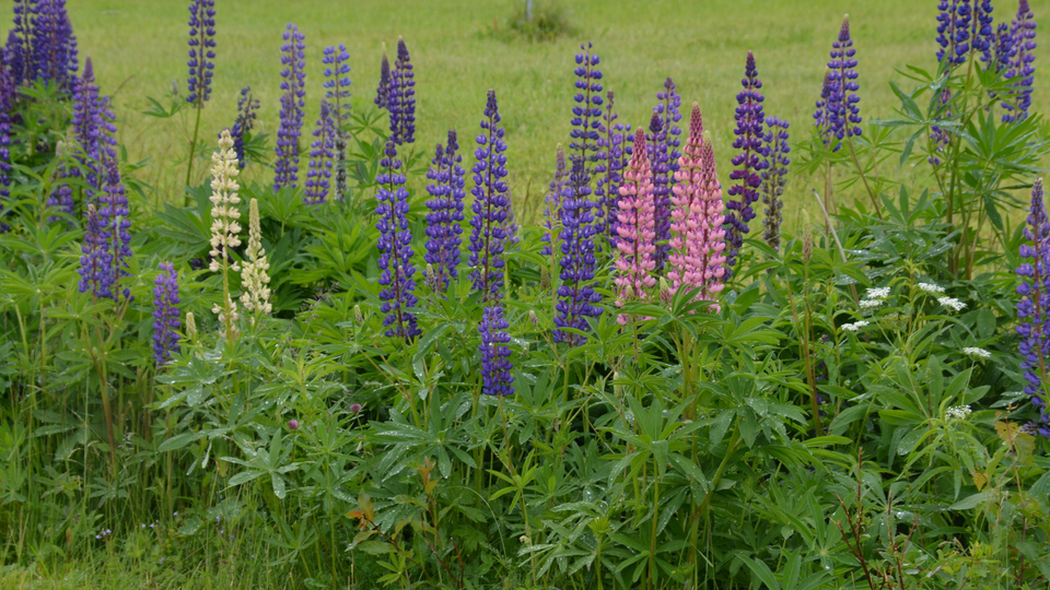 Massor av blå och rosa lupiner.