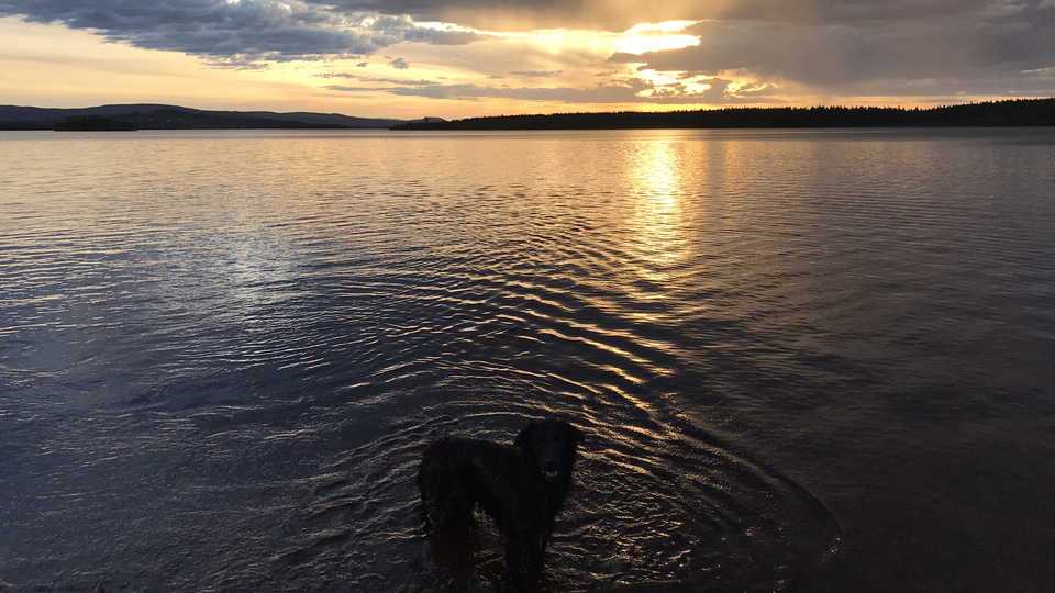 Hund som badar i skymning