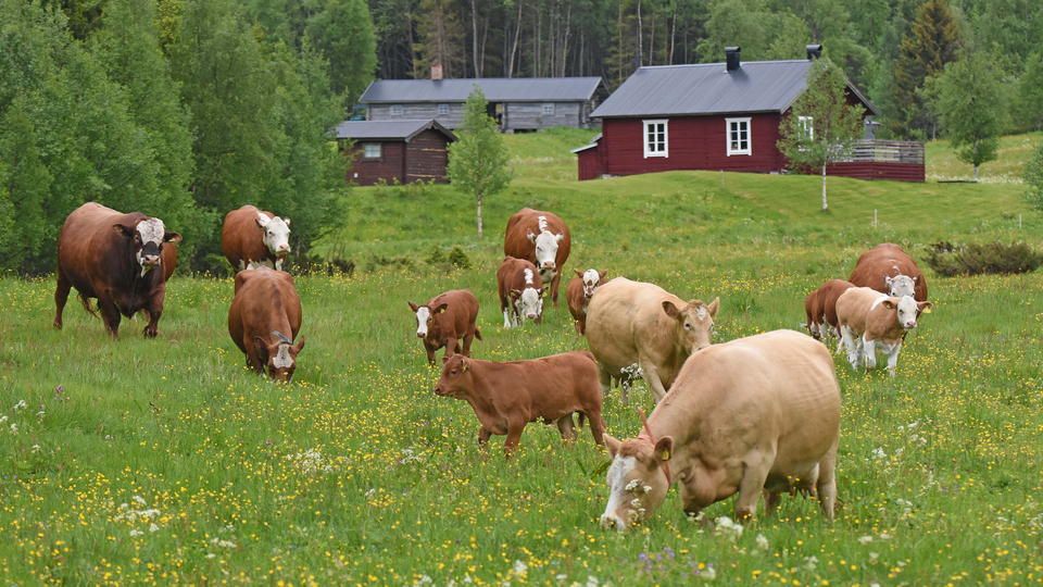 Kor betar på en blomsteräng. Rött bostadshus och timmerhus i bakgrunden.