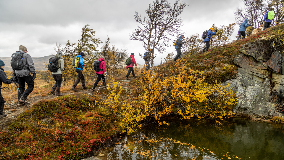 Ett gäng fjällvandrare i höstlandskap på väg uppåt.