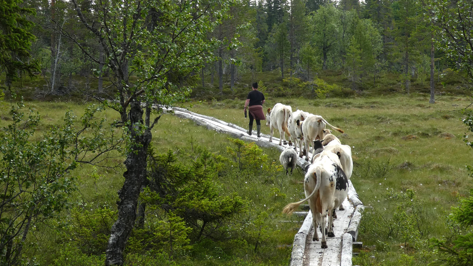 Fjällkor i led på en spång över en myr.
