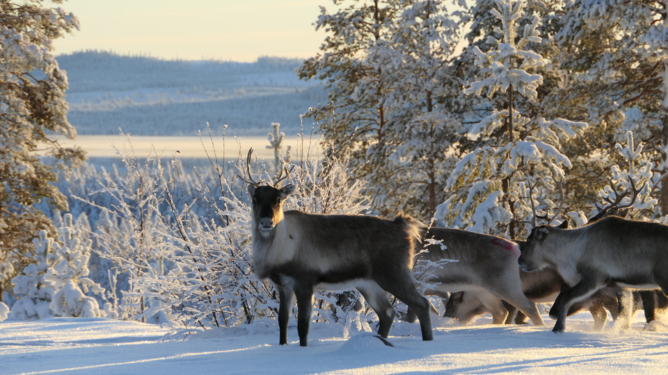 Renar i snölandskap.
