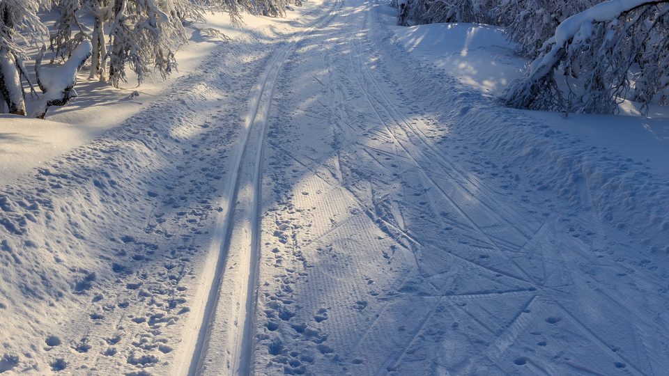 Skidspår mellan snötyngda fjällbjörkar.