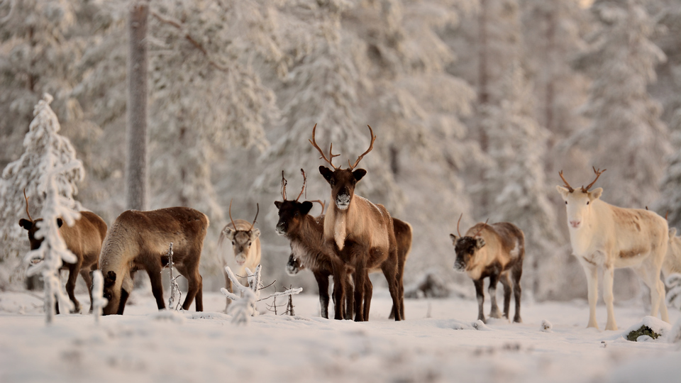 Ett gäng nyfikna renar i vintertid