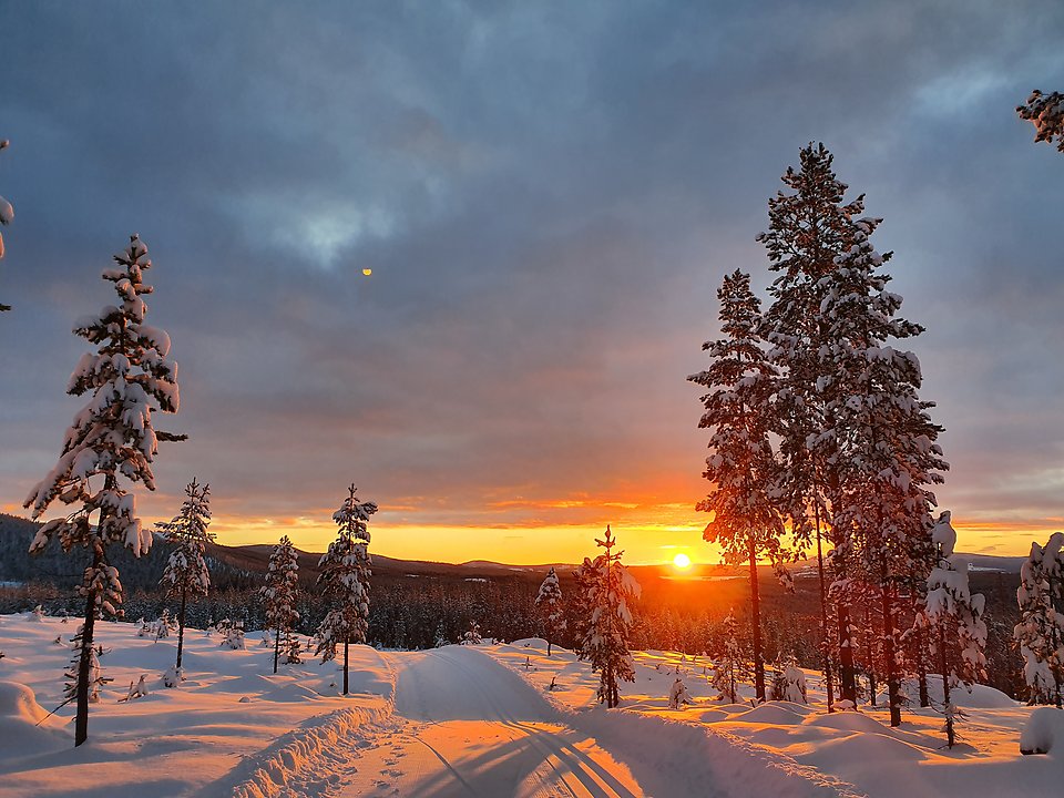 Vy över skidspår i solnedgång.